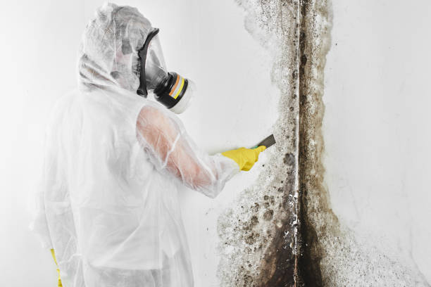 Mold Removal and Inspection in Wilder, ID