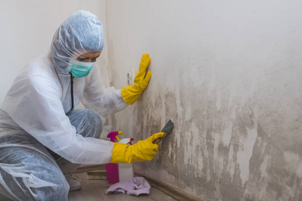 Best Certified Mold Removal  in Wilder, ID