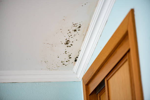 Best Water Damage Restoration  in Wilder, ID